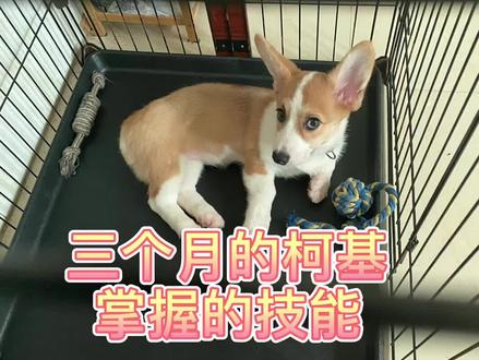 名字:菜基 ;年龄:3个月;体重:10斤;技能:拆家、等待喂食、定点如厕、坐、卧、握手#幼犬训练 #柯基
