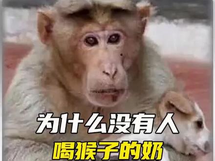 为何没人敢喝猴子奶#科普#冷知识 #揭秘
