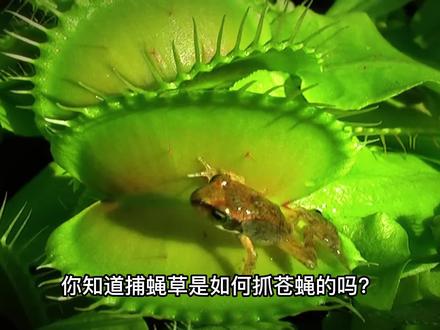 捕蝇草是如何抓昆虫的?捕蝇草奇妙的捕虫机制 #地球 #植物 #知识 #大自然 #探索地球 #捕蝇草 #食虫植物