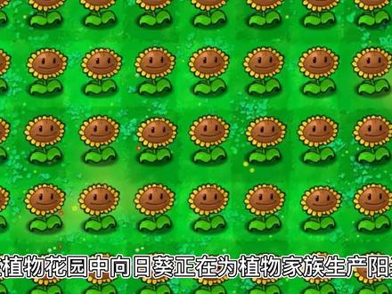 植物大战僵尸:保护唯一向日葵大作战,玉米和卷心菜能守护吗?