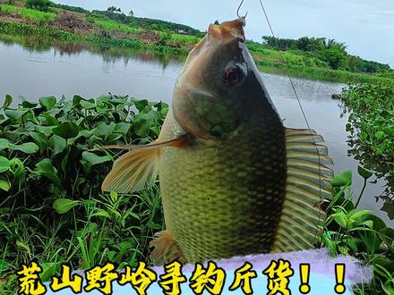 下雨天荒山野岭寻钓斤非 真是应了那句话、没有钓鱼佬到不了的地方#斌玮钓鱼 #钓鱼#沃鼎王者神剑 #王者神剑