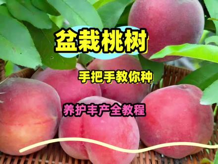 盆栽桃树全年养护知识:定植、配土、水肥、整枝和控养技术 以一颗小苗为例,手把手的教大家如何去定植和养护盆栽桃树,用花盆也可以种出盆栽还又大又好吃的黄桃、水蜜桃哦。我还会细致给大家讲讲,盆栽桃树如何打造树形,并且结合水肥和整枝技术,给大家讲讲全年的养护方法。#科普 #知识科普 #三农 #种植小技巧 #盆栽桃树