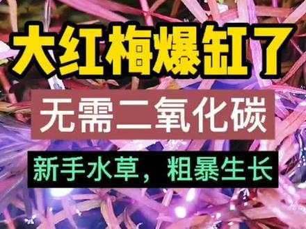 大红梅,红色阳性水草,无需二氧化碳
