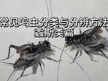 到底哪个是蝈蝈??? #蝈蝈 #鸣虫文化 #神奇动物在抖音