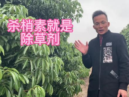 荔枝:杀梢素就是除草剂!你对杀梢素有多少认知? #农业种植 #农业技术 #新农人 #病虫害防治 #农业