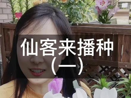 仙客来开花了如何授粉,如何打种子,如何播种,还有后续的哦……#花卉绿植 #养花 #爱生活爱养花