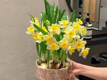 🌼清清爽爽的春日花 #水仙花 #花卉植物 #室内绿植 #植物成长日记 #桌面盆栽