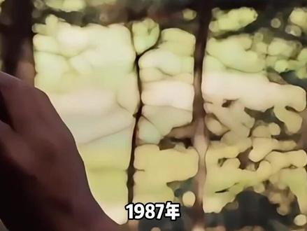 1987年越南战机入侵我国领空,被我军三发红旗2导弹击落#军事科技 #军事科普 #军事迷 #人物故事 #历史