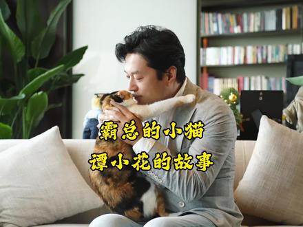 霸总的小猫咪 谭小花的故事#流浪猫 #三花猫 #谭小花