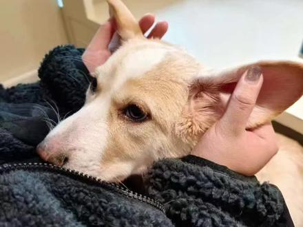 欢迎来到明亮之家
#馒头 #明亮之家 #明亮与狗 #素质 #俊良