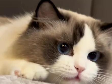 猫咪得耳螨就是因为你没洗干净#猫耳螨#养猫经验分享