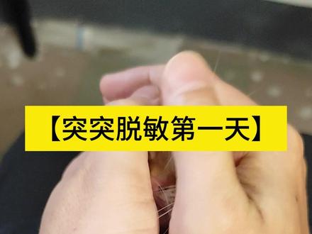 突突脱敏训练第一天,爵士好猫之路 #铲屎官的戏精猫咪 #小奶猫的成长日记