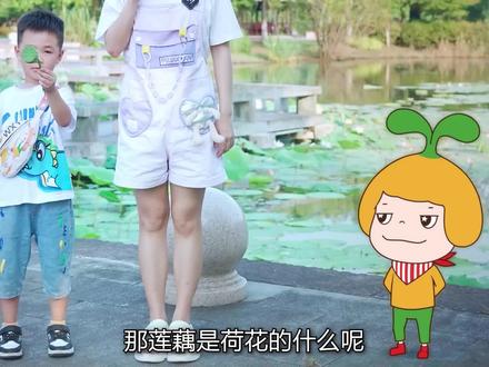 荷花全身上下都是宝,莲子更是营养多多,把它加进汤羹里更美味喔~#食物认知 #亲子教育 #育儿知识分享