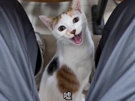 猫咪听到老师喊谁猫就叫#随变ai随便玩 #ai萌宠教室应答记 #猫咪 #ai教室应答记