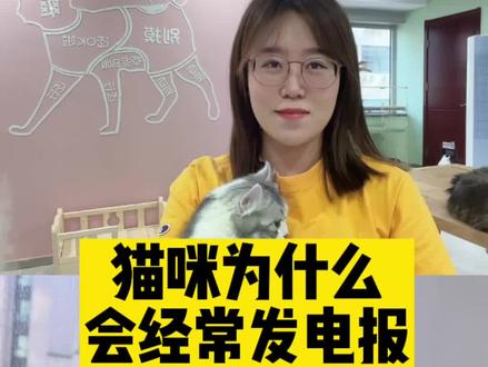 猫咪为什么会经常发电报? #猫咪的迷惑行为 #猫猫