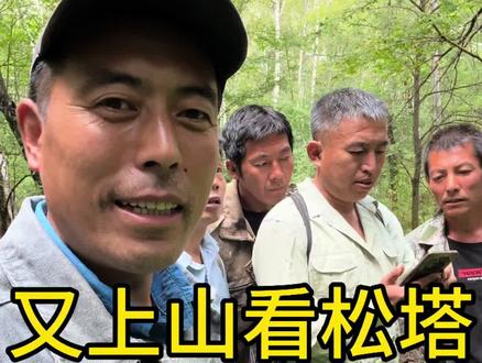 哥几个又上山看松塔打对半,这个山号树稀主要塔子接的还少。