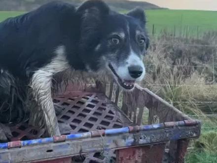 神奇的边牧是如何放羊的 请用两分钟时间,耐心追踪这只神奇的放羊狗,它是如何将300只羊从远处召唤驱赶回来。它几乎不需要任何指挥就可以独立完成这样庞大的牧羊任务#牧羊犬的职责 #原来边牧是这样放羊的 #工作犬 #边境牧羊犬