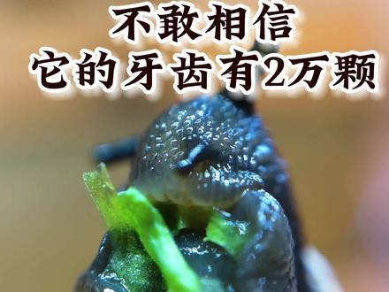 不敢相信,蜗牛的牙齿竟然有2万多颗#神奇动物在抖音 #海洋生物 #蜗牛游世界 #科普一下 #知识科普