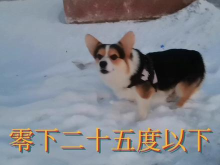 柯基犬很耐寒。糖豆在零下二十五度以下都不怕冷。玩的还很开心。