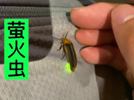 观察一只萤火虫 #昆虫 #观察昆虫 #昆虫世界 #萤火虫 #发光的虫子 #火金姑 #亮火虫
