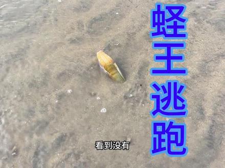 看懂了蛏王是怎么逃跑,就能理解挖蛏王的原理#赶海