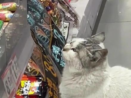 猫猫每天都到超市火腿肠货柜前蹲守,对着一排辣味火腿肠“望肠止渴”,“只看不吃,饭点会回家,吃完再来守着”,网友:不挠人,不0元购,真·喵界素质天花板#猫咪 #猫咪的迷惑行为 #火腿肠
