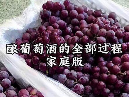 酿葡萄酒的季节到了,一次买了50斤葡萄酿制,酒味香醇做法简单,宝宝们也跟着做起来…#自制葡萄酒 #生活vlog