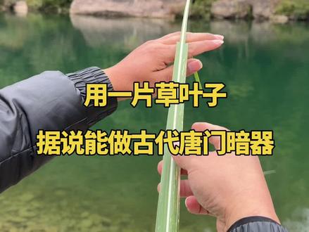 用一片草叶子,据说能做成古代唐门暗器