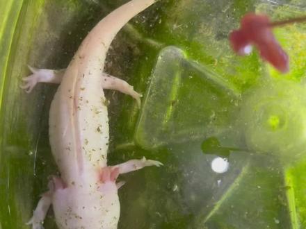 #六角恐龙鱼 我的六角恐龙鱼最爱吃生肉片。哈哈哈哈喂它吃点生肉(雨水喂养)半年了。这两条鱼是我养鱼以来活的最长的两条鱼儿!!