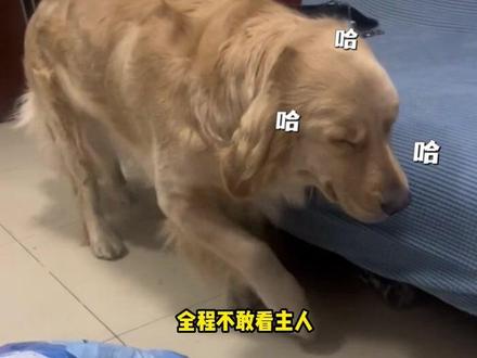 狗狗做错事被发现后,一脸心虚 慢慢靠近 开始装可怜,网友:突然明白“鬼迷日眼”的意思 #狗狗 #萌宠 #傻狗的日常 #狗子的迷惑行为 #搞笑 (来源:@Beauty是个妈宝狗 )