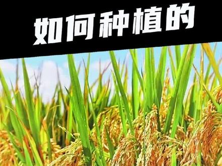竟有人没见过水稻种植,一起看看来之不易的粮食是如何种植的#纪录片 #科普 #三农 #来抖音学农技 #农村生活