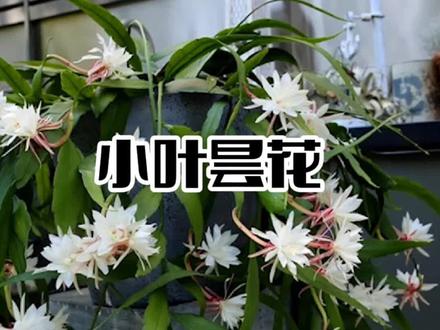 昙花晚上开几个小时,小叶昙花开的久,在白天也能赏花,同样有香味!