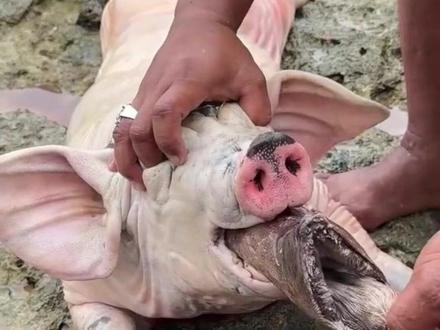 过年有些鱼能吃,有些鱼千万别吃! #鱼 #生病的鱼 #神奇的动物在抖音