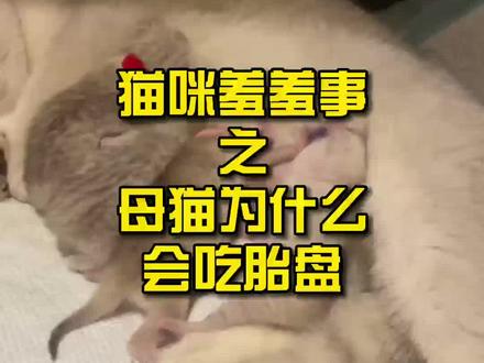 猫咪羞羞事之母猫为什么会吃胎盘?#猫 #猫咪 #萌宠 #猫知识 #喵星人 #科普知识