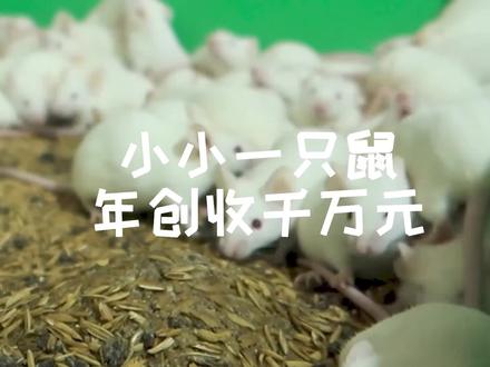 李军超:#养殖小白鼠 闯出致富路