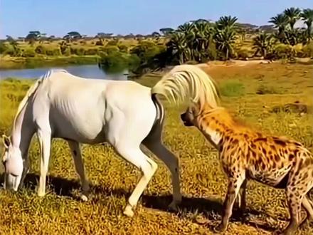 马的威力#马 #鬣狗 #动物世界 #动物世界的战斗 #动物成精