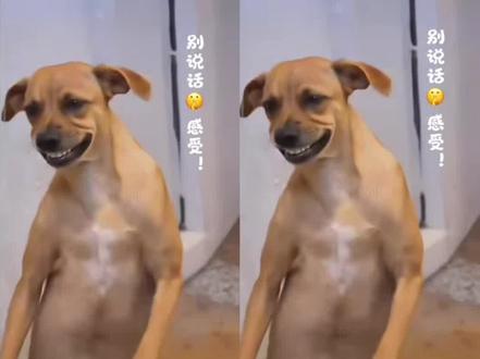 AI模仿金凯瑞魔性的步伐高清无水印保存教程!#狗模仿金凯瑞步伐 #金凯瑞走路摇头晃脑ai动物 #剪映 金凯瑞走路步伐ai狗 金凯瑞走路步伐特效 金凯瑞走路魔性步伐模仿 金凯瑞步伐特点 金凯瑞名场面 金凯瑞步伐狗狗 金凯瑞步伐狗狗ai #金凯瑞走路步伐ai #金凯瑞走路步伐ai拍同款 金凯瑞魔性走路姿势 金凯瑞走路ai生成 AI模仿金凯瑞魔性的步伐特效教程 AI摇头晃脑的步伐 AI摇头晃脑的步伐特效教程