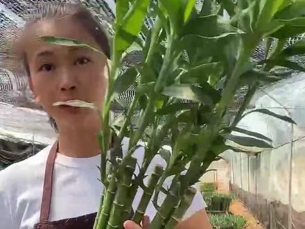 #富贵竹 #富贵竹养护 #养花经验 富贵竹芽长了怎么修剪?养了1-2年的富贵竹芽太长了,或者对当前叶芽状况不满意该怎么修剪?