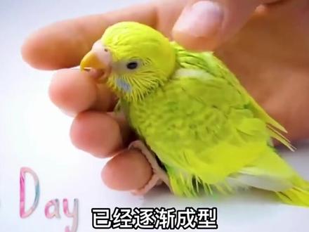 虎皮鹦鹉从刚出生到会飞的全过程#虎皮鹦鹉 #萌宠 #鹦鹉🦜