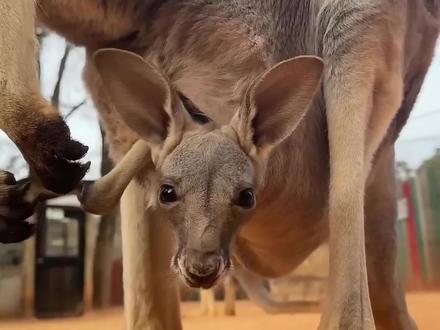 袋鼠宝宝可能是最容易被人贩子拐走的动物……#动物科普 #知识科普 #可爱 #袋鼠 #内容启发搜索