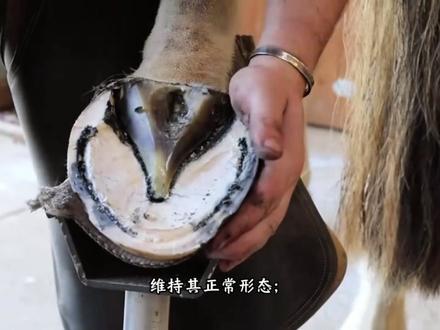 修马蹄:不只是“剪指甲”,更是马儿的“足部健康管理”#修马蹄 #科普 #指甲 #解压