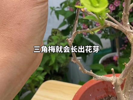#三角梅 发芽后怎样催花,控水,给足光照,磷肥管够#养花小知识 #三角梅催花方法