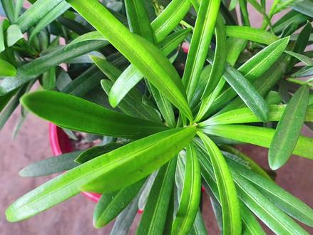 冬天罗汉松这样养,叶片翠绿长得快!