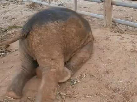 小象很生气,后果很严重,呆萌可爱打滚😂😂😂😘😘😘😜😜😜太可爱了