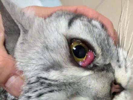趁猫不注意的时候#猫主子日常 #第三眼睑