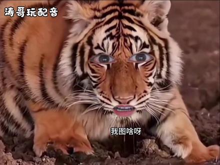 老虎:吹牛别带上我谢谢 #看一遍笑一遍 #吐槽#搞笑#搞笑配音#涛哥玩配音