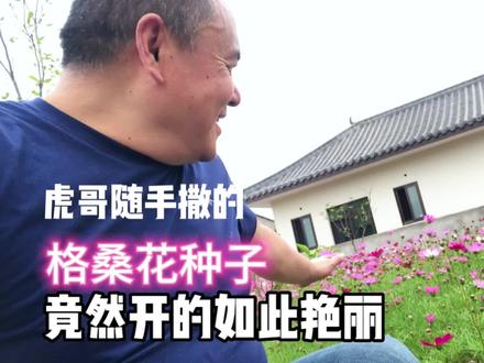 虎哥随手撒的格桑花种子,竟然开的如此艳丽! #种花 #农村生活 #格桑花 #自己动手丰衣足食 #农村小院 #三农