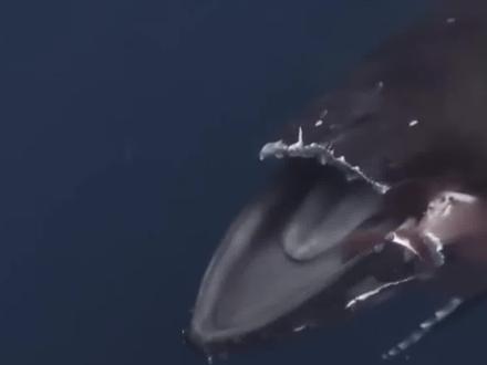 听者落泪!一座头鲸遭撞击身亡,去世前叫声凄惨