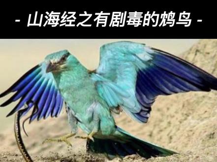 #山海经 之有剧毒的鸩鸟
