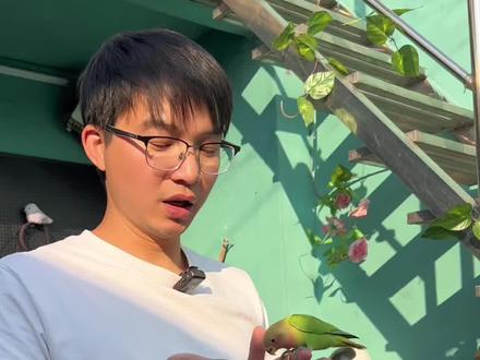 手养鸟怎么训练#鹦鹉鹦鹉萌萌哒逗鹦鹉 #鹦鹉 #手养鹦鹉 #宠物 #萌宠